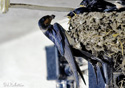 Hirundo rustica